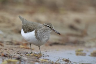 Common Sandpiper (Actitis hypoleucos) foraging, North Rhine-Westphalia, Germany