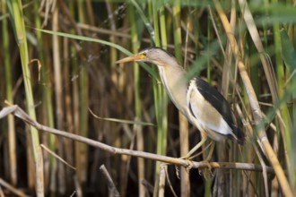 Little Bittern (Ixobrychus minutus) male foraging, Greece