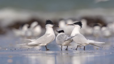 Sandwich Tern (Thalasseus sandvicensis) group, Mecklenburg-Western Pomerania, Germany