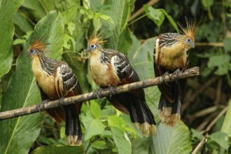 Hoatzin (Opisthocomus hoazin) perched on a branch in Manu National Park, Peru