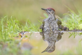 European Green Woodpecker (Picus viridis) juvenile bathing, Aosta Valley, Italy