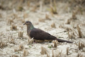 Barred Cuckoo-Dove (Macropygia unchall tusalia) foraging on ground, Punakha, Bhutan