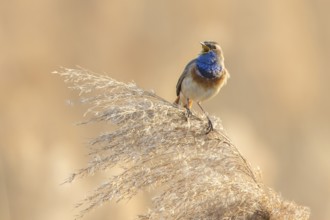 Bluethroat (Luscinia svecica cyanecula) male singing from a reed stalk, Baden-Wuerttemberg, Germany