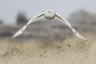 Snowy Owl (Bubo scandiacus) flying, Washington, USA