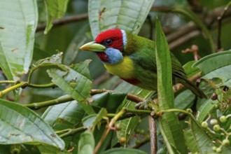 Versicolored Barbet (Eubucco versicolor) perched on a branch in the Amazon in Peru