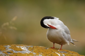 Common Tern (Sterna hirundo) preening, Farne Islands, United Kingdom