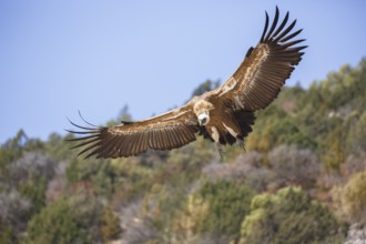 Griffon Vulture (Gyps fulvus) flying, Spain