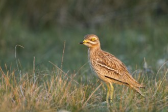 Eurasian Stone-curlew (Burhinus oedicnemus) in field, Dalmatia, Croatia