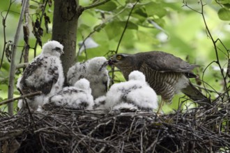 Eurasian Sparrowhawk (Accipiter nisus) with chicks in nest, North Rhine-Westphalia, Germany