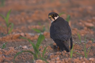 Eurasian Hobby (Falco subbuteo), Oman