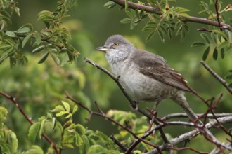 Barred Warbler (Sylvia nisoria), Saxony-Anhalt, Germany