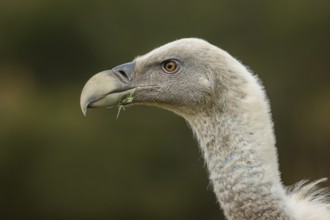 Griffon Vulture (Gyps fulvus), portrait, Castile and Leon, Spain