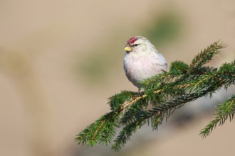 Arctic Redpoll (Acanthis hornemanni) perched on a spruce branch, Netherlands