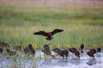 Glossy Ibis (Plegadis falcinellus) group foraging, Lesvos, Greece