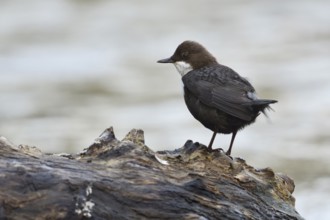 White-throated Dipper (Cinclus cinclus), North Rhine-Westphalia, Germany