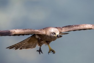 Black Kite (Milvus migrans) flying, Madrid, Spain