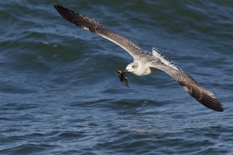 Great Black-backed Gull (Larus marinus) juvenile flying with Common Starling (Sturnus vulgaris)