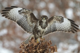 Common Buzzard (Buteo buteo), Saxony, Germany