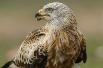 Red Kite (Milvus milvus), portrait, Castile and Leon, Spain