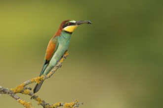 European Bee-eater (Merops apiaster) perched on a lichen branch with insect in beak, Serbia