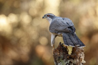 Northern Goshawk (Accipiter gentilis), adult male, Castile and Leon, Spain