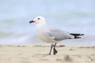 Audouin's Gull (Ichthyaetus audouinii), Mallorca, Spain