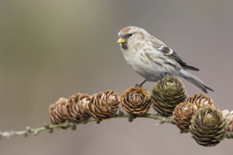 Common Redpoll (Acanthis flammea), Poland