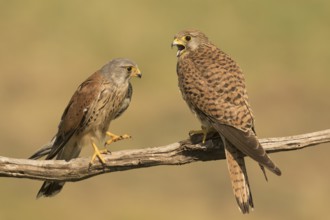 Common Kestrel (Falco tinnunculus) pair perched on a branch, Serbia