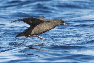 Sooty Shearwater (Ardenna grisea) flying, Eilat, Israel