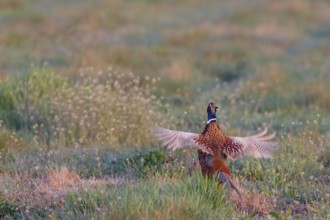 Common Pheasant (Phasianus colchicus) male, Lake Neusiedl, Austria