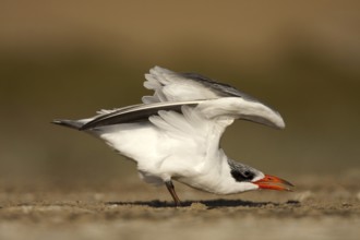 Caspian Tern (Hydroprogne caspia) female, Sandwich Bay, Namibia