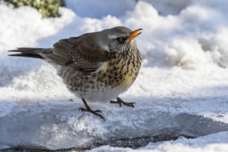 Fieldfare (Turdus pilaris) at an icy creek, Mecklenburg-Western Pomerania, Germany