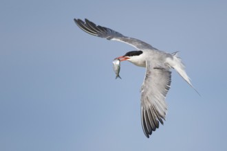 Common Tern (Sterna hirundo) flying, New York, USA
