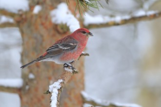 Pine Grosbeak (Pinicola enucleator) male perched on a branch, Lapland, Finland