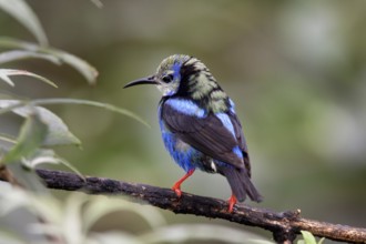 Red-legged Honeycreeper Cyanerpes cyaneus San Jose, Costa Rica 7 November Immature Male molting