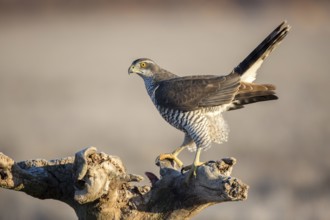 Northern Goshawk (Accipiter gentilis) juvenile perched on a stump, Castile-La Mancha, Spain