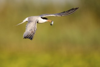 Common Tern (Sterna hirundo) flying with fish prey in beak, Danube Delta, Romania