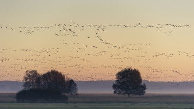 Taiga Bean Goose & Greater White-fronted Goose (Anser fabalis & Anser albifrons) huge flock flying,