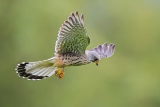 Common Kestrel (Falco tinnunculus) male flying, Baden-Wuerttemberg, Germany