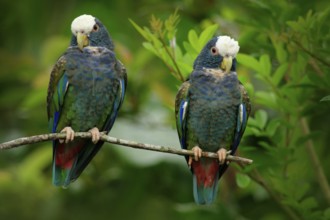 Pair of birds, green and grey parrot, White-crowned Pionus, White-capped Parrot, Pionus senilis, in