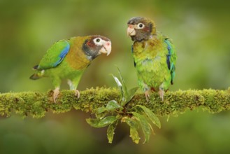 Costa Rica wildlife, two parrots. Brown-hooded Parrot, Pionopsitta haematotis, portrait of light