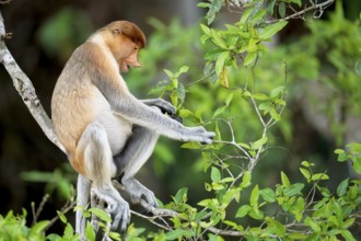Proboscis monkey (Nasalis larvatus), female, Kota Kinabatangan, Sabah, Malaysia