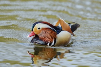 Mandarin duck (Aix galericulata), swimming male, North Rhine-Westphalia, Germany, originally native