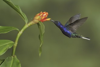 Violet Sabrewing (Campylopterus hemileucurus), Costa Rica