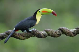 Keel-billed Toucan (Ramphastos sulfuratus), Costa Rica