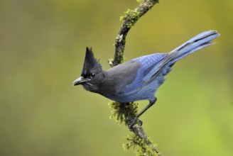 Steller's Jay (Cyanocitta stelleri), British Columbia, Canada