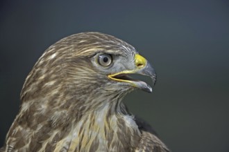Common Buzzard (Buteo buteo), North Rhine-Westphalia, Germany