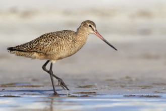 Marbled Godwit (Limosa fedoa), Florida, USA