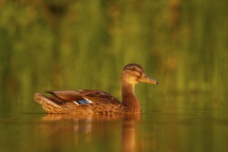 Mallard (Anas platyrhynchos) female, North Rhine-Westphalia, Germany