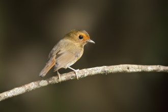 Rufous-browed Flycatcher (Anthipes solitaris), Pahang, Malaysia